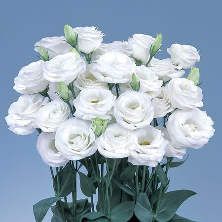 Rosita 2 White, (F1) Lisianthus Seeds - Packet image number null